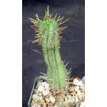 Euphorbia inconstantia 5-inch pots