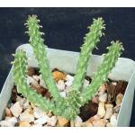Euphorbia inermis var. huttonae 4-inch pots