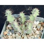 Euphorbia leontopoda (Carter 866) 4-inch pots