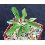 Euphorbia mahabobokensis 3-inch pots