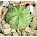Euphorbia meloformis 2-inch pots