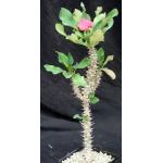 Euphorbia milii cv Thai Hybrid 5-inch pots