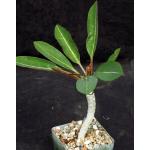 Euphorbia millotii 4-inch pots