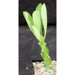 Euphorbia nivulea 5-inch pots