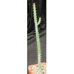 Euphorbia serendipida 4-inch pots