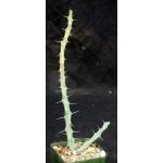 Euphorbia triaculeata 4-inch pots