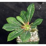 Euphorbia viguieri var. capuroniana 4-inch pots