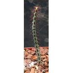Euphorbia aeruginosa (major) 4-inch pots