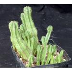 Euphorbia anoplia one-gallon pots