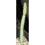 Euphorbia atroflora 5-inch pots