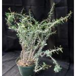 Euphorbia beharensis var. beharensis 8-inch pots