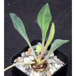 Euphorbia bupleurifolia 2-inch pots