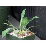 Euphorbia bupleurifolia 4-inch pots