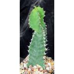 Euphorbia cactus (cuttings) 5-inch pots