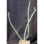 Euphorbia cameronii 5-inch pots