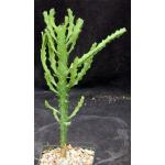 Euphorbia cussoniodes 5-inch pots