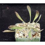 Euphorbia cylindrifolia ssp. cylindrifolia 4-inch pots