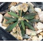 Euphorbia cylindrifolia ssp. cylindrifolia 2-inch pots