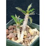 Euphorbia decaryi var. spirosticha 3-inch pots