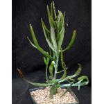 Euphorbia enterophora ssp. crassa 5-inch pots