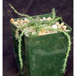 Euphorbia flanaganii 4-inch pots
