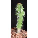 Euphorbia fractiflexa 5-inch pots