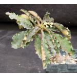 Euphorbia francoisii x capsaintemariensis 4-inch pots