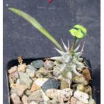 Euphorbia genoudiana 2-inch pots