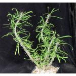 Euphorbia genoudiana 5-inch pots