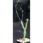 Euphorbia globosa 2-inch pots