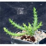 Euphorbia gorgonis 2-inch pots