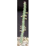 Euphorbia griseola ssp. zambiensis 4-inch pots