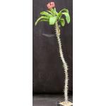 Euphorbia hislopii 5-inch pots