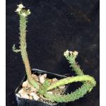 Euphorbia inermis var. inermis (Addo NP, RSA) 2-inch pots