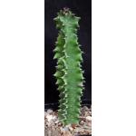 Euphorbia ingens (monstrose) 5-inch pots
