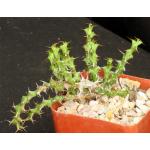 Euphorbia lenewtonii 4-inch pots
