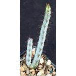 Euphorbia louwii 3-inch pots
