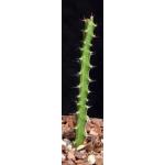 Euphorbia lukoseana 5-inch pots