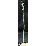 Euphorbia mauritanica 5-inch pots