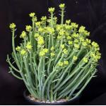 Euphorbia mauritanica one-gallon pots