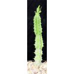 Euphorbia memoralis 5-inch pots