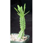 Euphorbia memoralis 4-inch pots