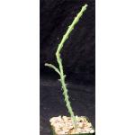 Euphorbia meridionalis 4-inch pots