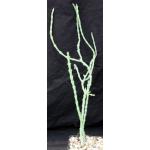 Euphorbia meridionalis 5-inch pots