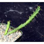 Euphorbia micracantha 2-inch pots