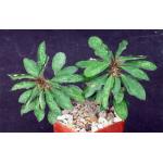 Euphorbia milii x moratii 4-inch pots
