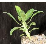 Euphorbia monteiri 4-inch pots