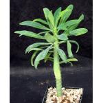 Euphorbia monteiri 5-inch pots