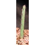 Euphorbia perplexa 5-inch pots
