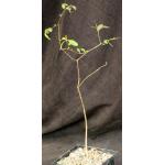 Euphorbia pervilleana 5-inch pots